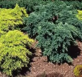      Juniperus squamata 'Blue Swede'